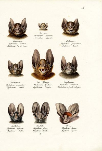 Different Kinds Of Bats, 1824 by Karl Joseph Brodtmann